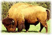 dajipur bison sanctuary
